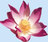 lotus